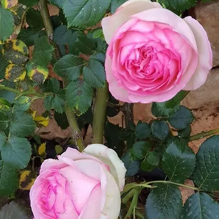 Dimora San Quirico - Bed E Breakfast - Cisternino Oda ve Kahvaltı Marinelli